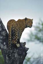 Standing leopard